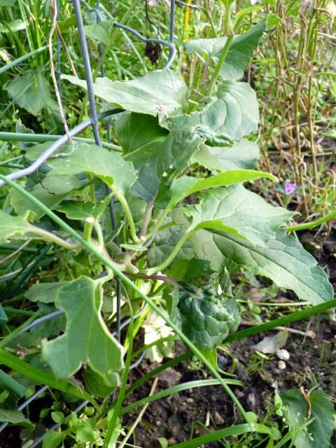Pseudogynoxys chenopodioides feuille